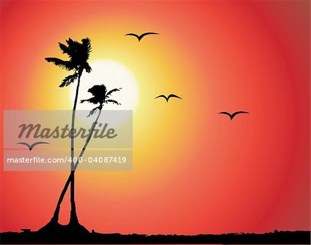 Tropical sunset, palm tree silhouette