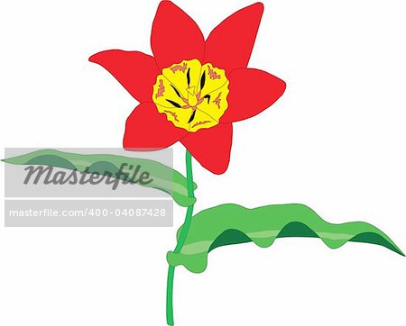vector isolated illustration flower tulip