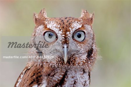 Close-up of an Eastern Screech-Owl (Megascops asio) with a green background Close-up of an Eastern Screech-Owl (Megascops asio) with a green background