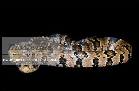 False Water Cobra coiled up against a black background.