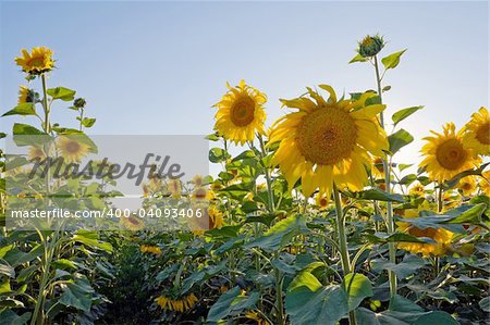 sunflower field on blue gradient sky