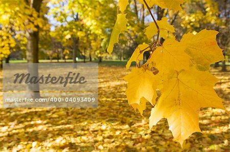 autumn in park with gold maples