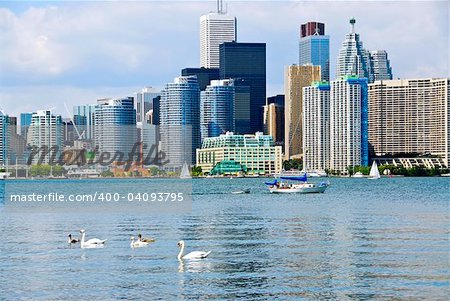 Toronto harbor skyline with skyscrapers sailboat and swans