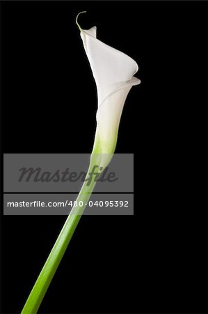 White calla lily isolated on black