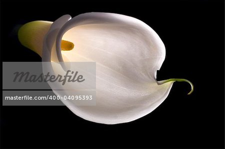 White calla lily isolated on black