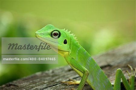 Colorful green lizard found in rainforest of Borneo.