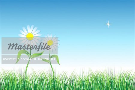 Camomile on green field