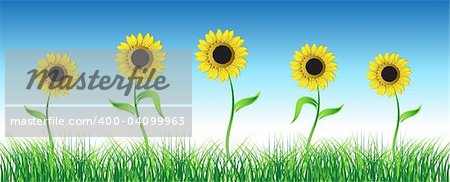 Sunflower on green field