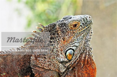 Close up profile of green iguana head