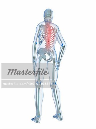 3d rendered illustration of a human skeleton with painful back