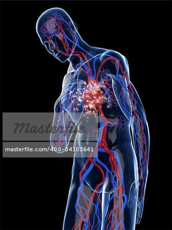 3d rendered illustration of a transparent human body with vascular system and highlighted heart and cardiac pain