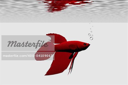 Red betta male aquarium fish.