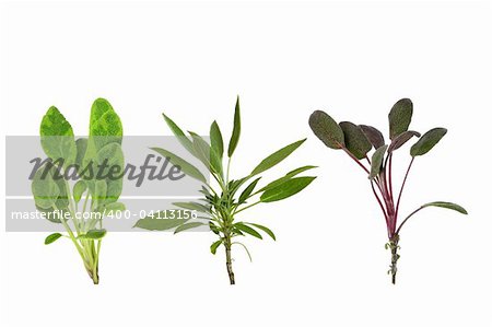 Sage herb leaf sprig specimens isolated over white background.