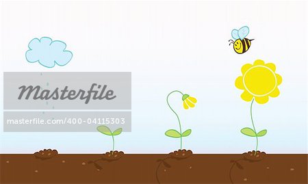 Process of growing plant in four stages. Vector Illustration.