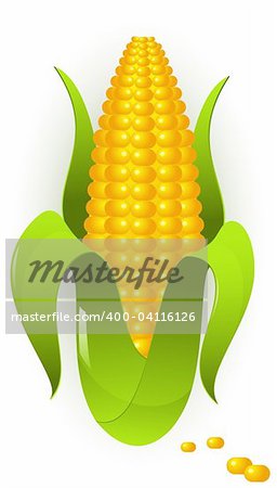 Vector images of corn