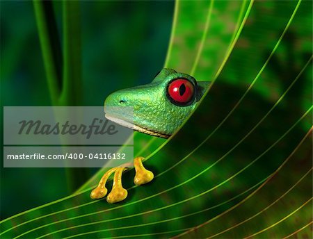 Illustration of an endangered red eyed tree frog peering from behind a leaf in the rainforest