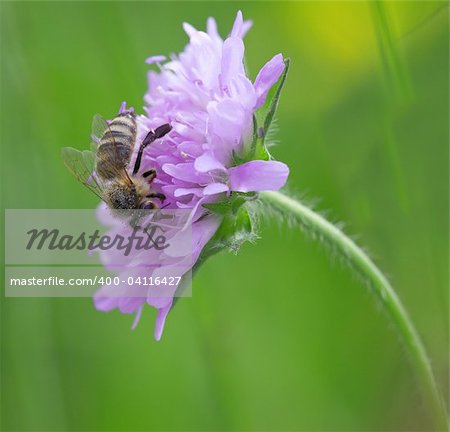 A photography of a single bee on a flower