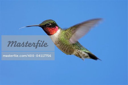 Male Ruby-throated Hummingbird (archilochus colubris) in flight with blue background