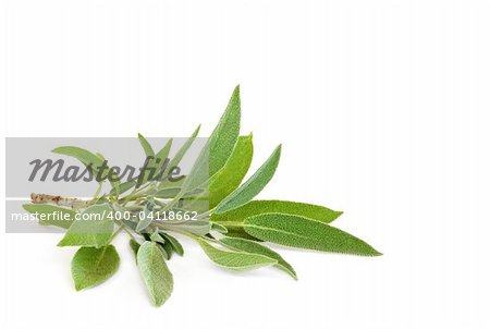 Sage herb leaves isolated over white background.