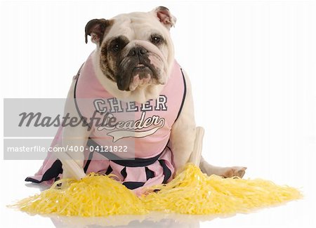 adorable english bulldog dressed as cheerleader with yellow pompoms