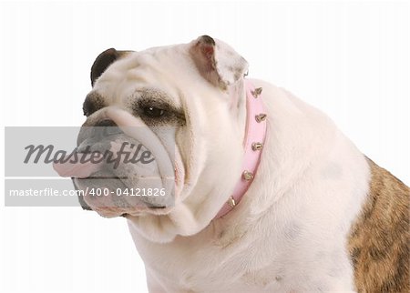 english bulldog with tongue sticking out on white background