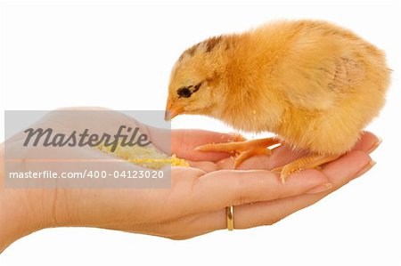 Little chicken in womans hand eating corn flour