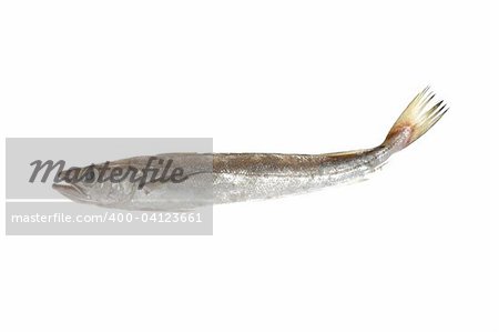 Seehecht Fisch isoliert auf weißem Makro-detail