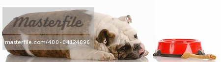 hungry english bulldog laying down beside dog food dish