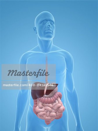 illustration de rendu 3D d'un corps masculin transparente avec le système digestif hommes