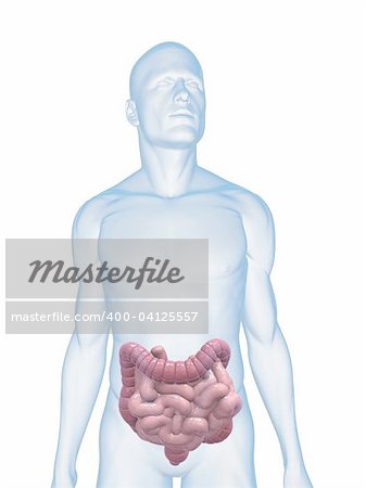 illustration de rendu 3D d'un corps masculin transparent avec homme côlon et intestin grêle