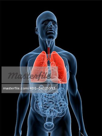 illustration de rendu 3D d'un corps masculin transparent avec poumon en surbrillance