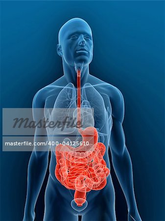 illustration de rendu 3D d'un corps masculin transparent avec mise en évidence de système digestif