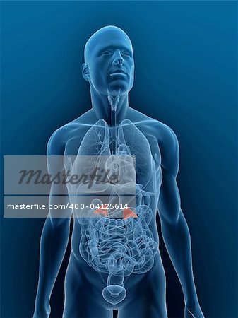 3d rendered illustration of a transparent male body with highlighted adrenal glands