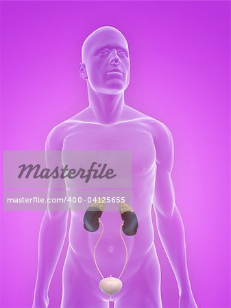 illustration de rendu 3D d'un corps masculin transparente avec le système urinaire