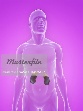 3D gerenderten Abbildung eines transparenten männlichen Körpers mit Nieren und Nebennieren