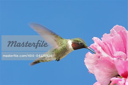 Male Ruby-throated Hummingbird (archilochus colubris) in flight with a Hibiscus flower