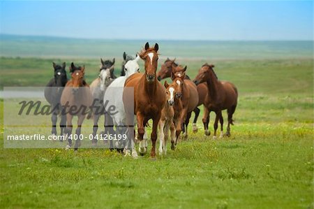 Course de chevaux / troupeau dans la steppe