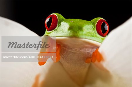 Frosch - kleines Tier mit glatte Haut und lange Beine, die für das Springen verwendet werden. Frösche Leben in oder in der Nähe von Wasser. / Die Agalychnis Callidryas, bekannt besser als der Rotaugenlaubfrosch eine kleine (50-75 mm/2-3 cm)-Laubfrosch Regenwäldern von Mittelamerika heimisch ist.