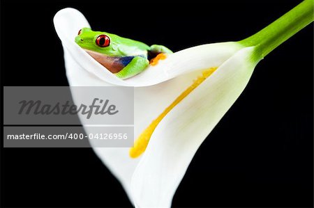 Frosch - kleines Tier mit glatte Haut und lange Beine, die für das Springen verwendet werden. Frösche Leben in oder in der Nähe von Wasser. / Die Agalychnis Callidryas, bekannt besser als der Rotaugenlaubfrosch eine kleine (50-75 mm/2-3 cm)-Laubfrosch Regenwäldern von Mittelamerika heimisch ist.