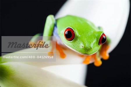 Frosch - kleines Tier mit glatte Haut und lange Beine, die für das Springen verwendet werden. Frösche Leben in oder in der Nähe von Wasser. / Die Agalychnis Callidryas, bekannt besser als der Rotaugenlaubfrosch eine kleine (50-75 mm/2-3 cm)-Laubfrosch Regenwäldern von Mittelamerika heimisch ist.