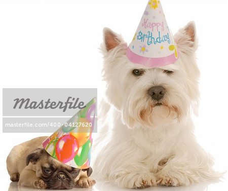 pug puppy and west highland white terrier dressed up in birthday hats