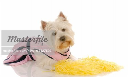 west highland white terrier dressed up as a cheerleader