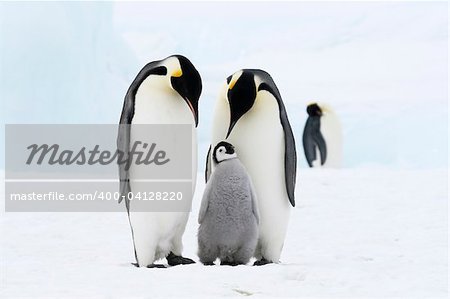 Emperor penguins on the sea ice in the Weddell Sea, Antarctica