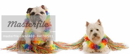 dancing dogs - english bulldog and west highland white terrier dressed up as hula dancers