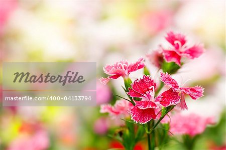 Dianthus chinensis (rose de Chine) est une espèce de Dianthus originaire du Nord de la Chine, la Corée, la Mongolie et la Russie du sud-est.