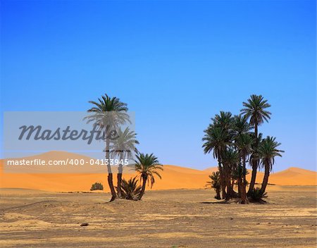 Palmen und wolkenlosen Himmel am Rand der Wüste Sahara