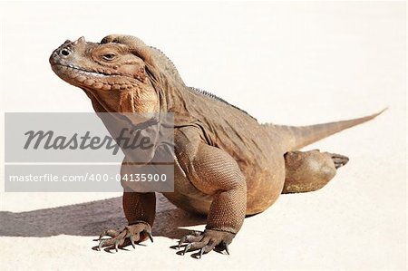 IGUANA