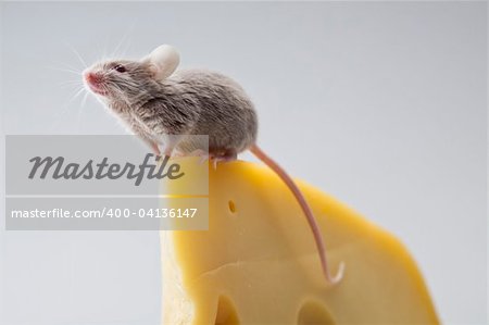 Funny mouse on the cheese