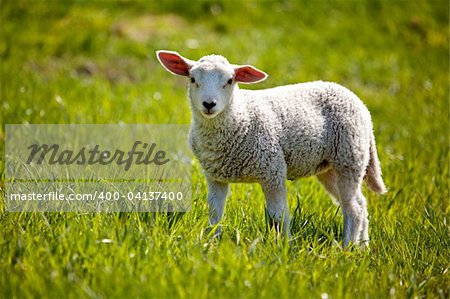 Un petit agneau dans un pâturage de moutons curieux à la caméra à la recherche