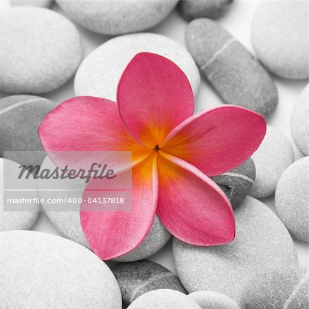 Nice calm image of beach pebbles with a single pink frangipani flower